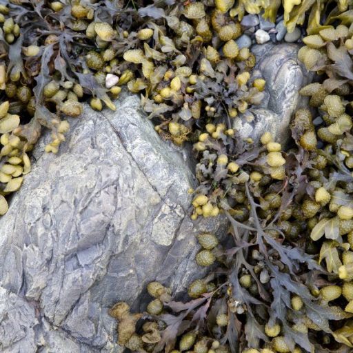 uso algas fucus vesiculosus en cosmetica natural